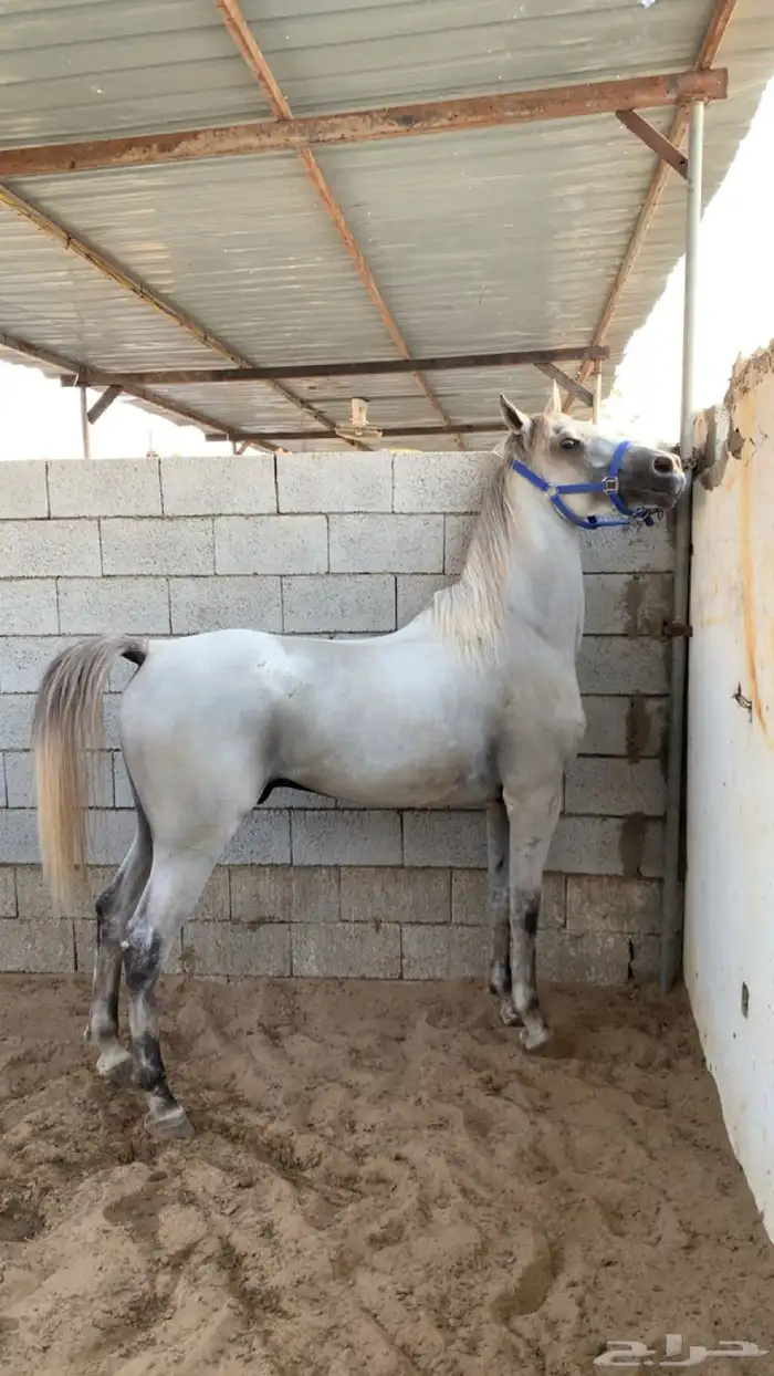 حصان شعبي 2