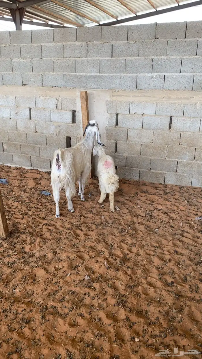 عنز طيبه وطلي 1