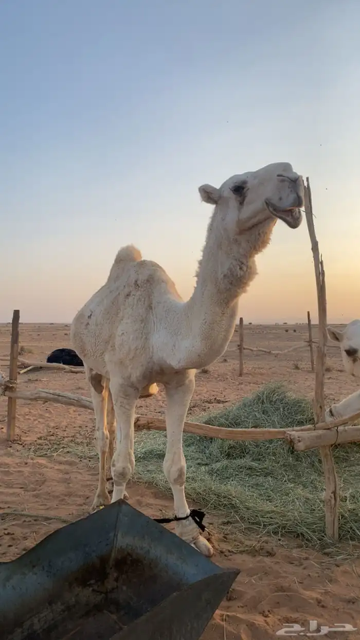 للبيع جمل 0
