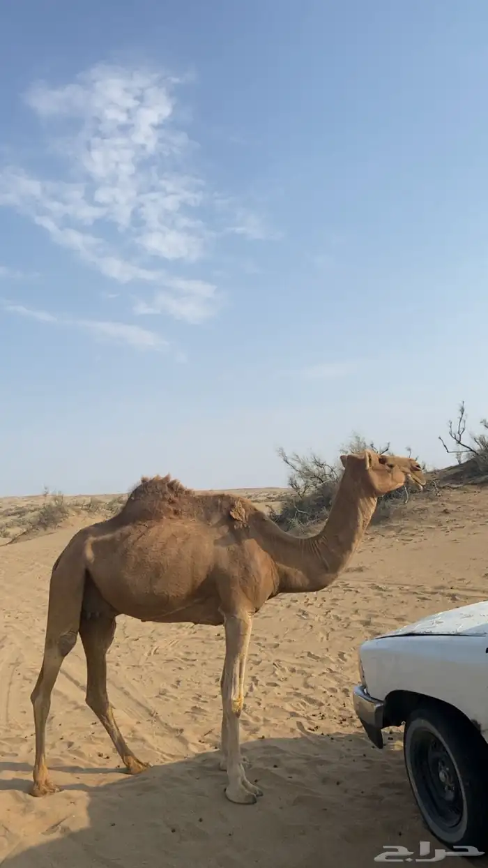 ناقه حمرا حايل طيبه 1
