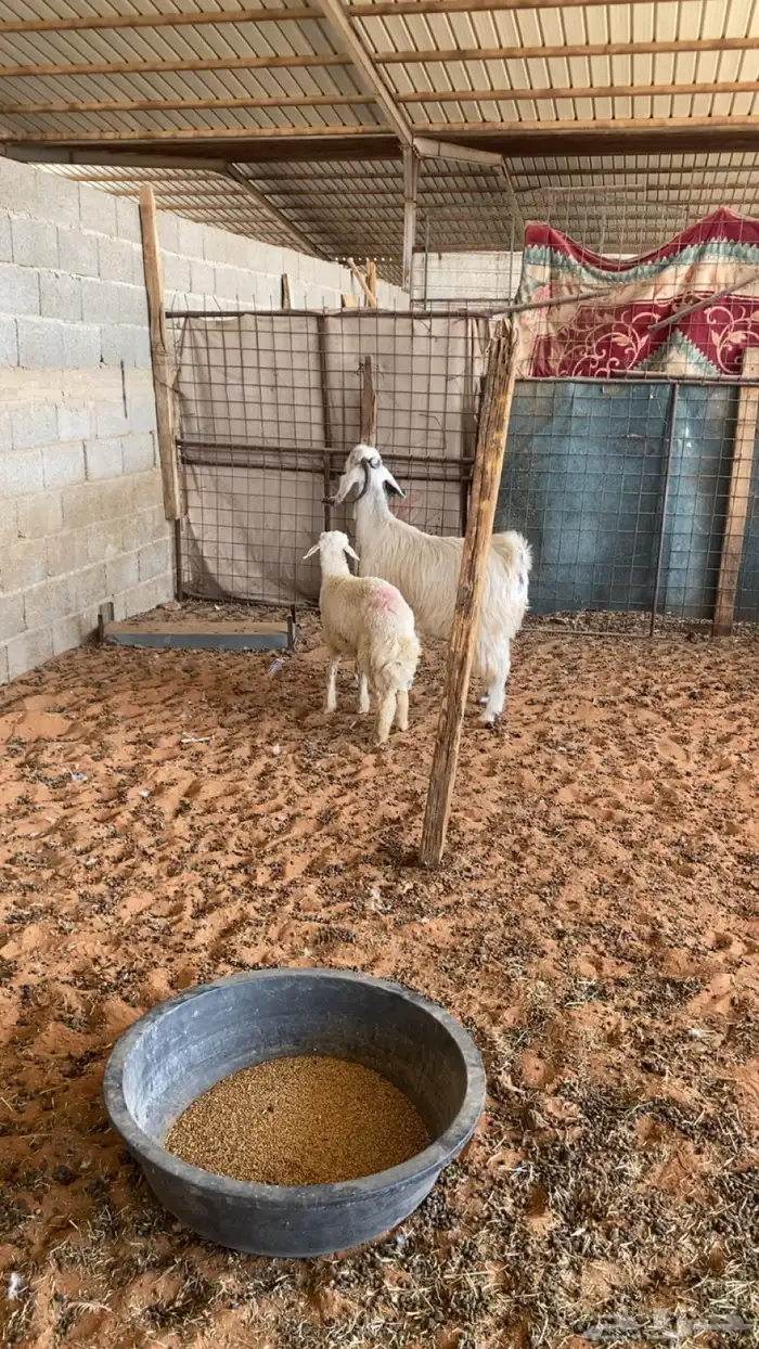 عنز طيبه وطلي 0