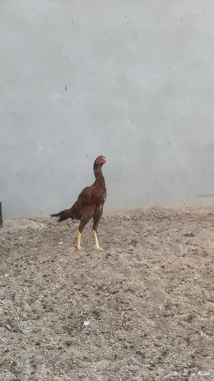 للبيع فرخ باكستاني 8