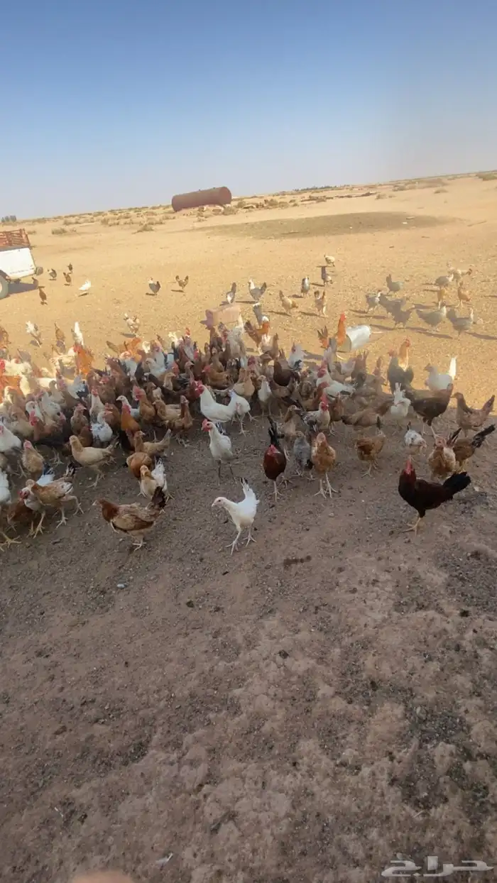 دجاج بشاير  ديوك 4