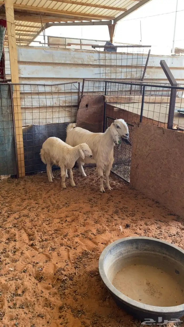 عنز طيبه وطلي 2