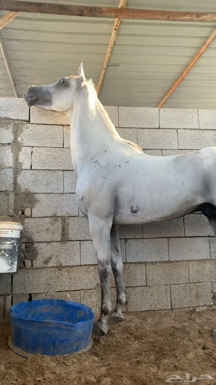 حصان شعبي 3