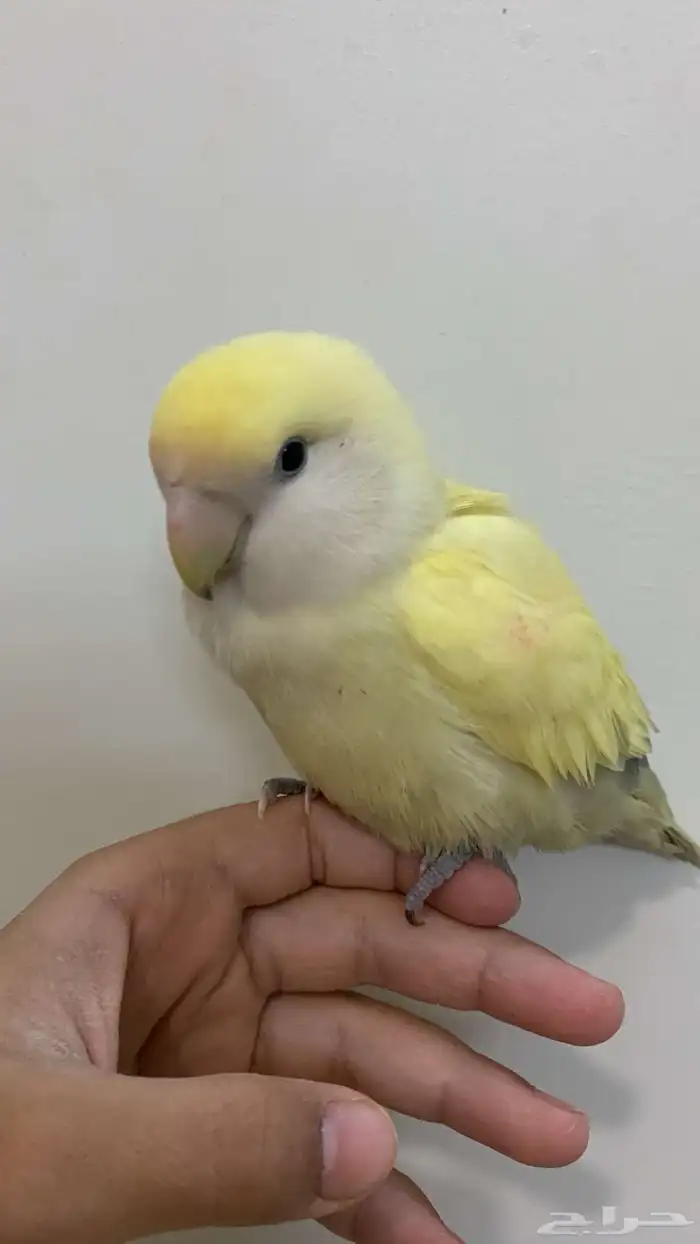 ببغاء كروان و روز و بادجي للبيع 4