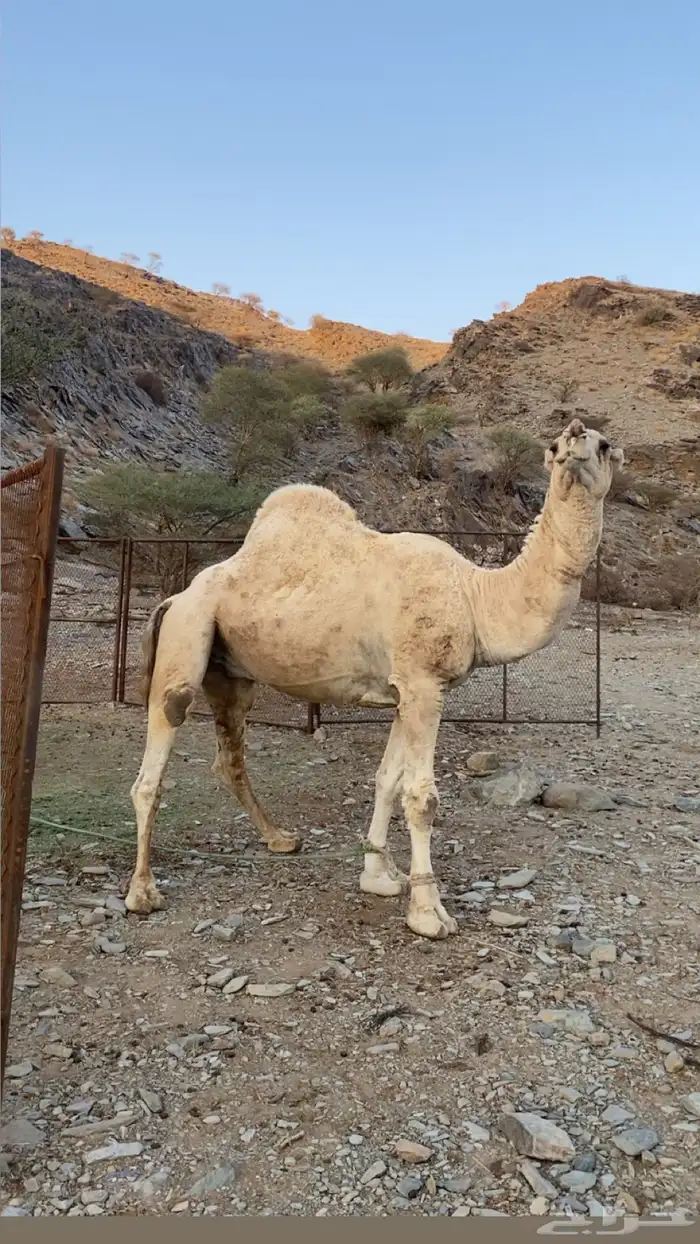 فحل للبيع 0