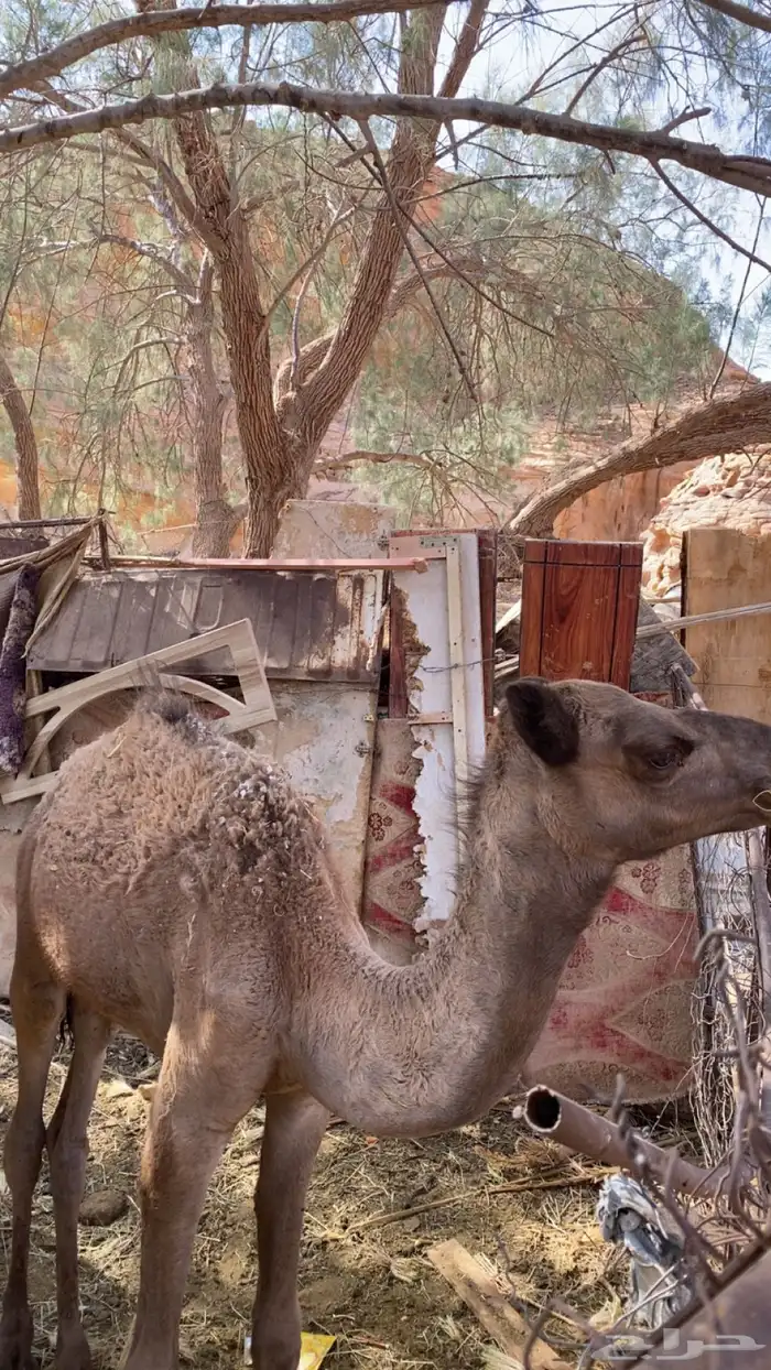 قعود لبيع مفرود 1