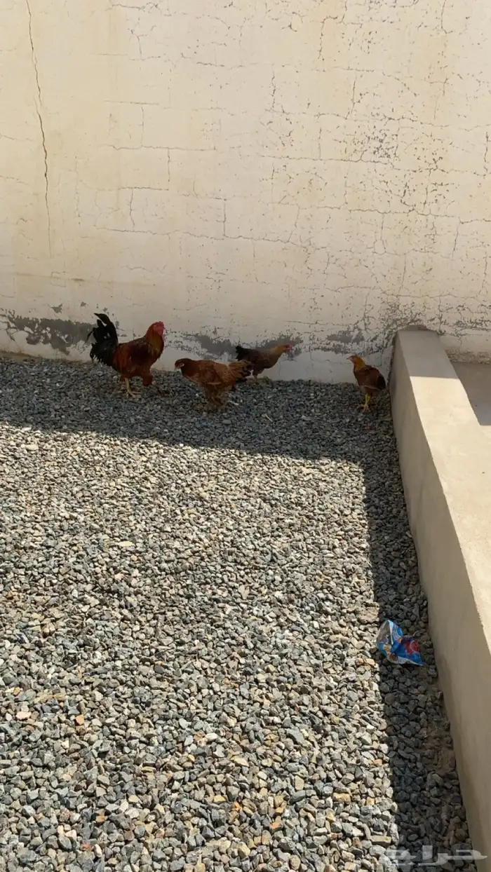دجاج كفو 2