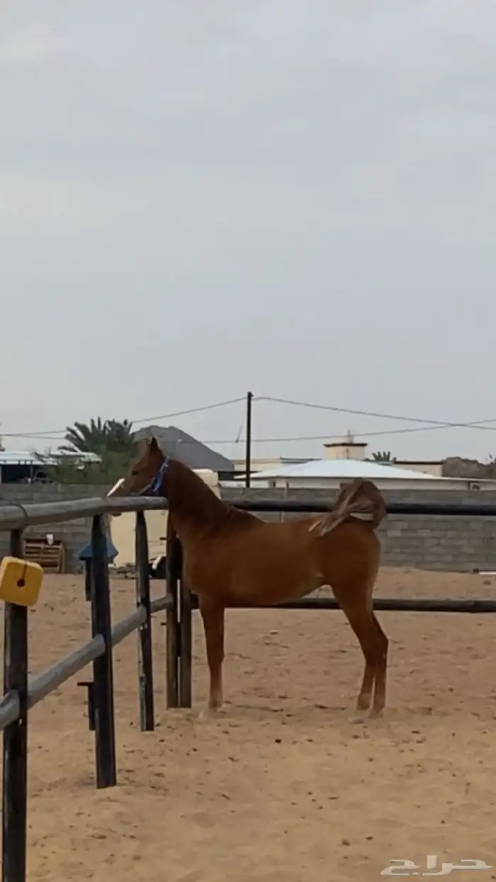 مهر شعبي كفو نادر من نوادر الخيل اب الحزم ام الريم العمر 1