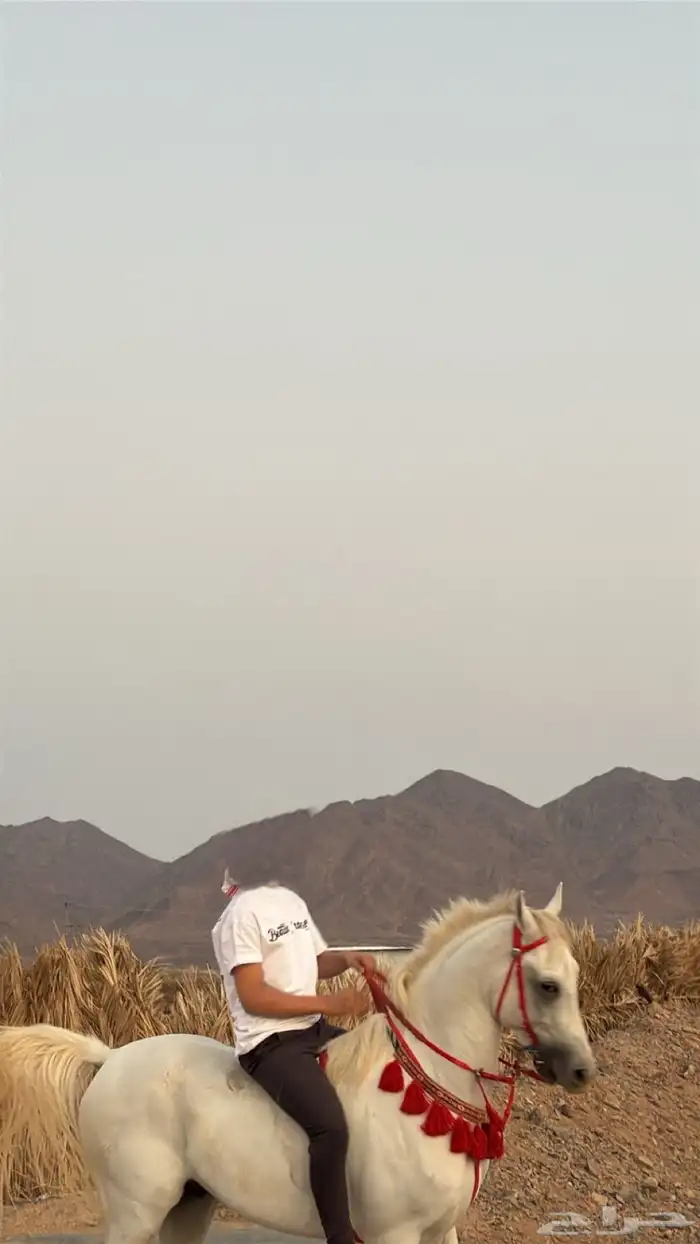 حصان جزيري 2