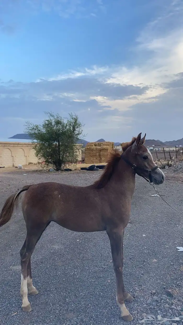 مهر واهو 6