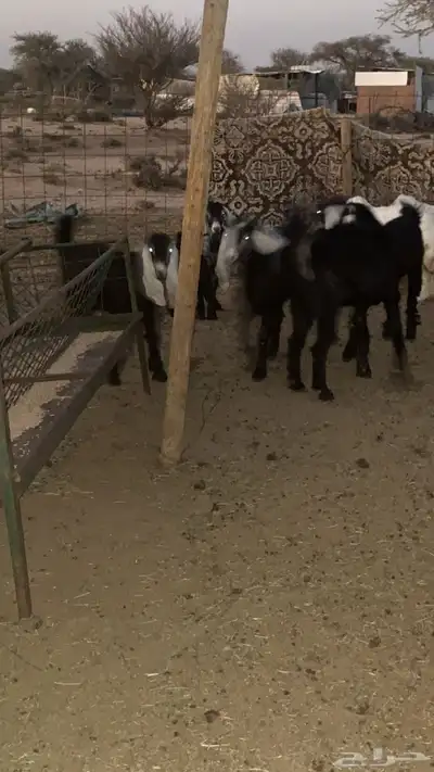 جفرات فل شحم 0