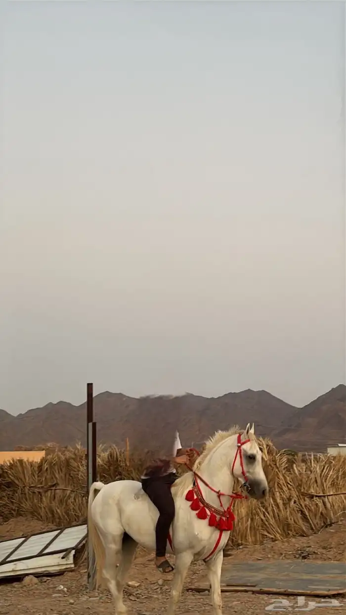 حصان جزيري 3