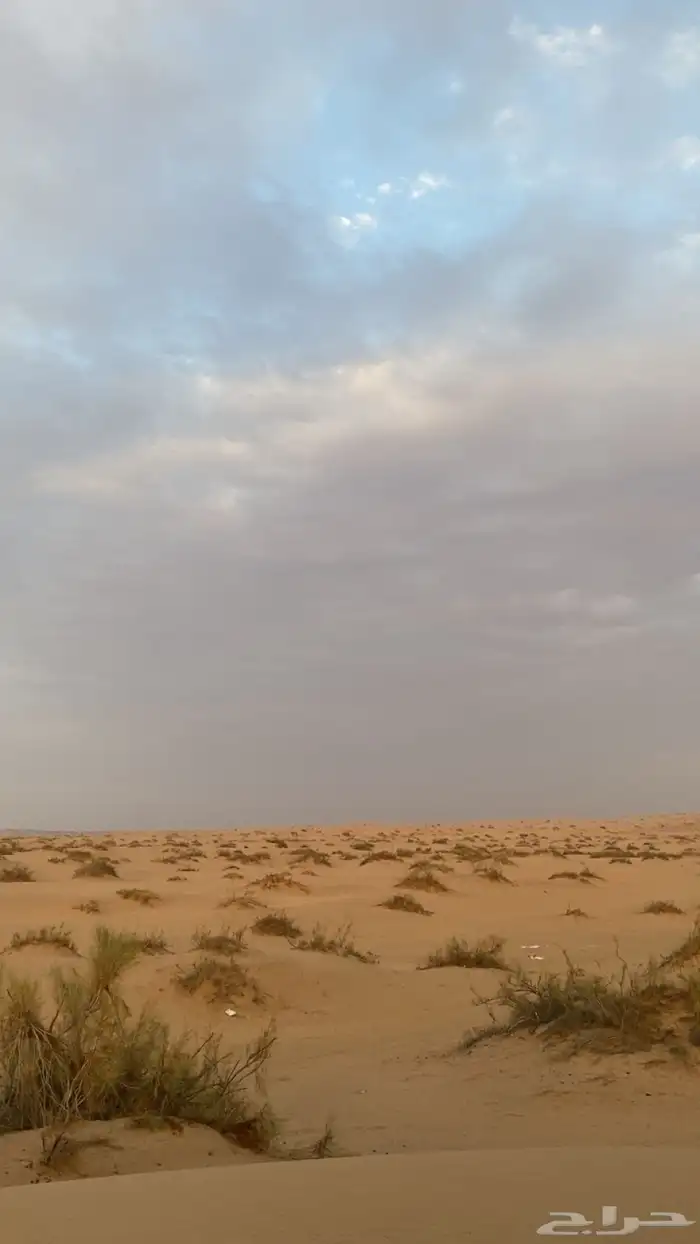ناقه حمرا حايل طيبه 0