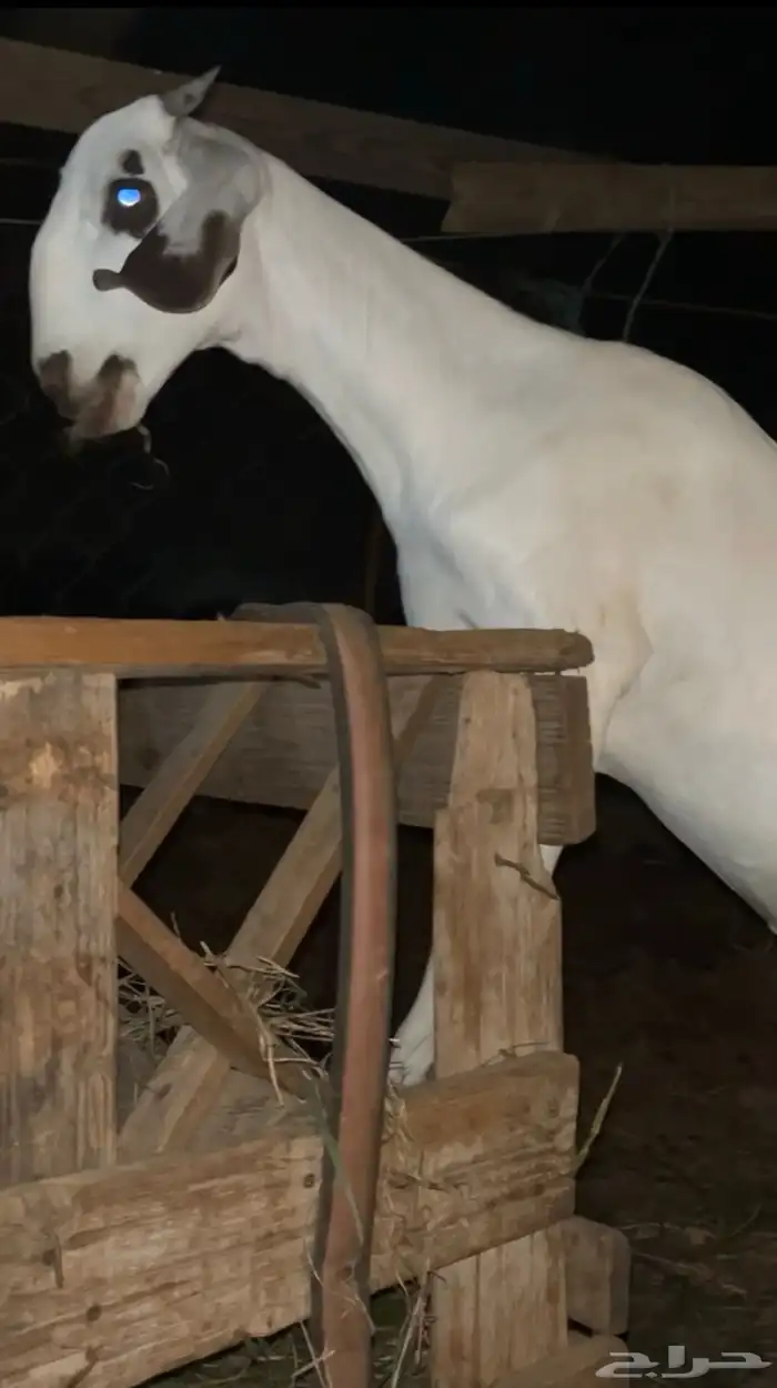 جفره نادره اصيله 1