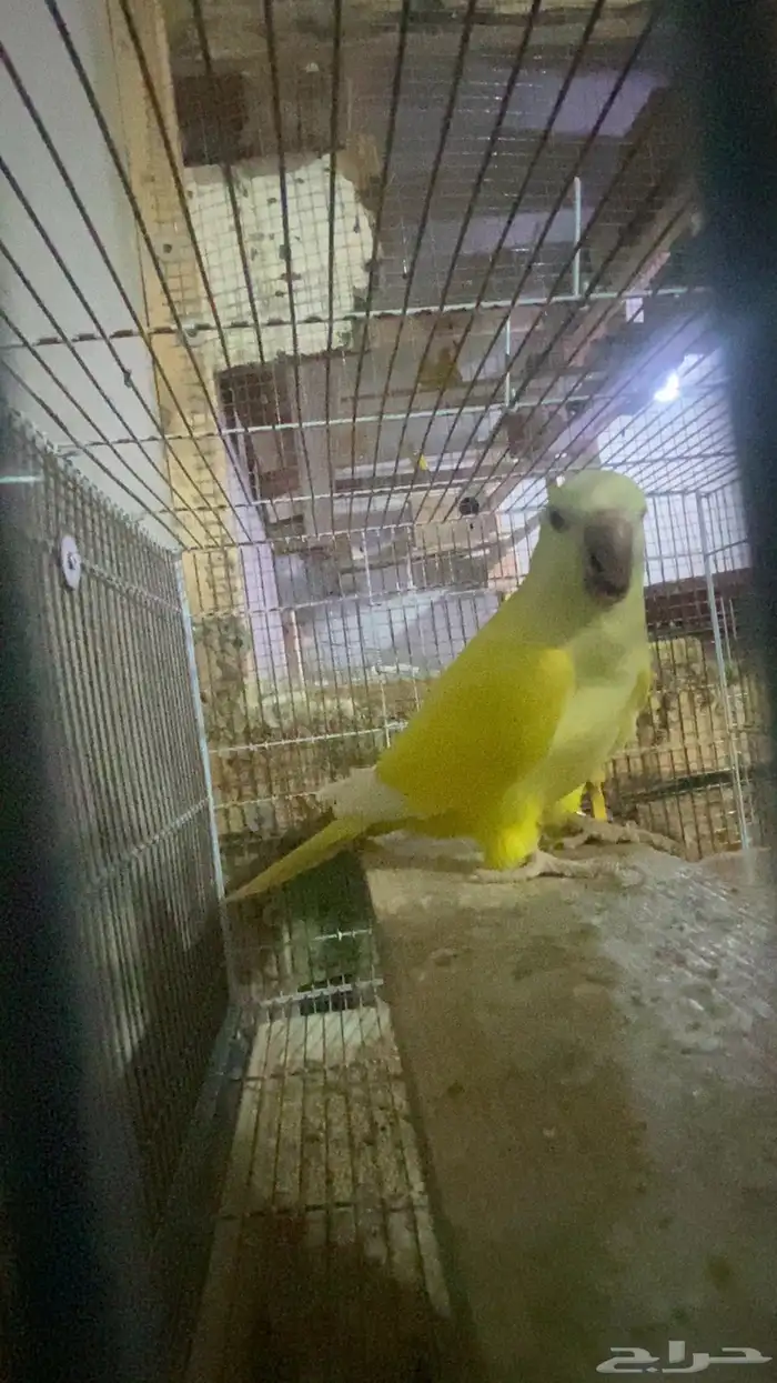 ذكر كويكر لاتينو 3