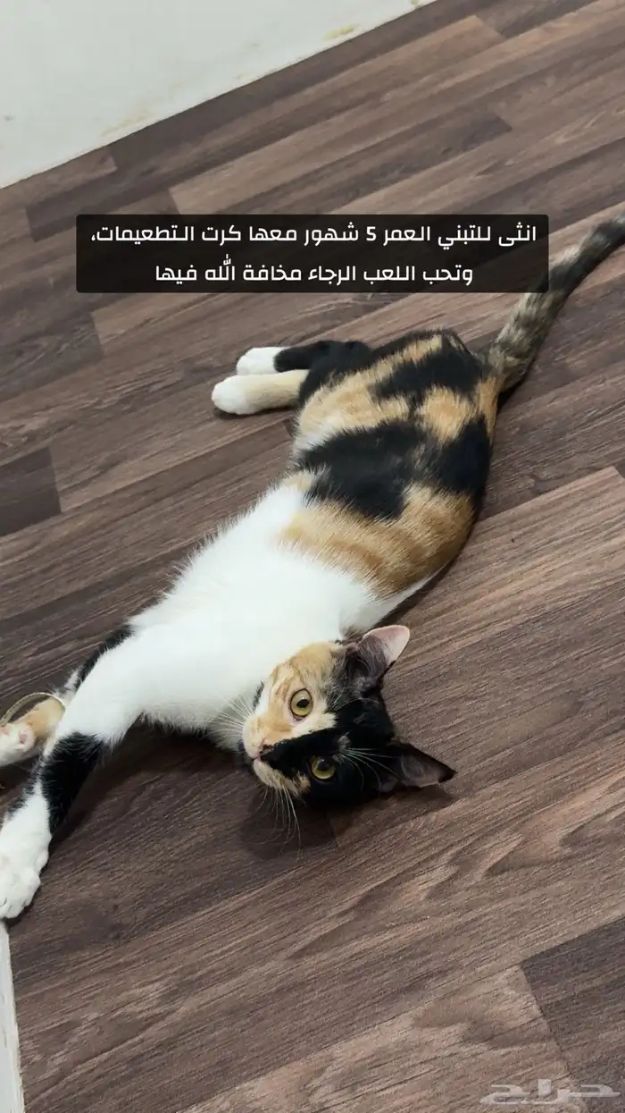 قطط 0