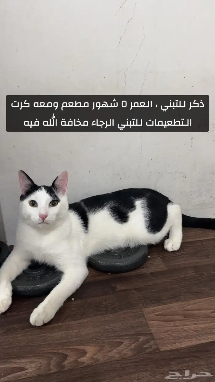 قطط 1