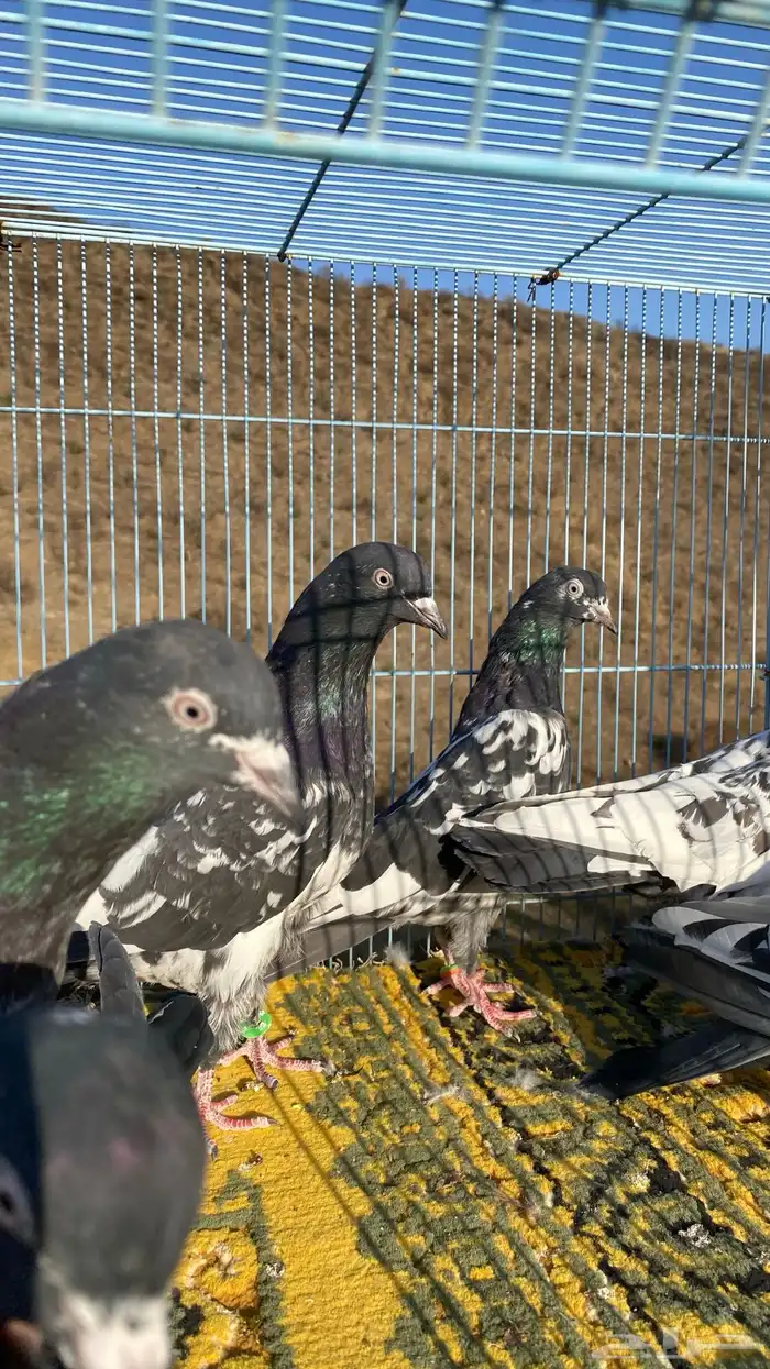 رامات (تم البيع) 1