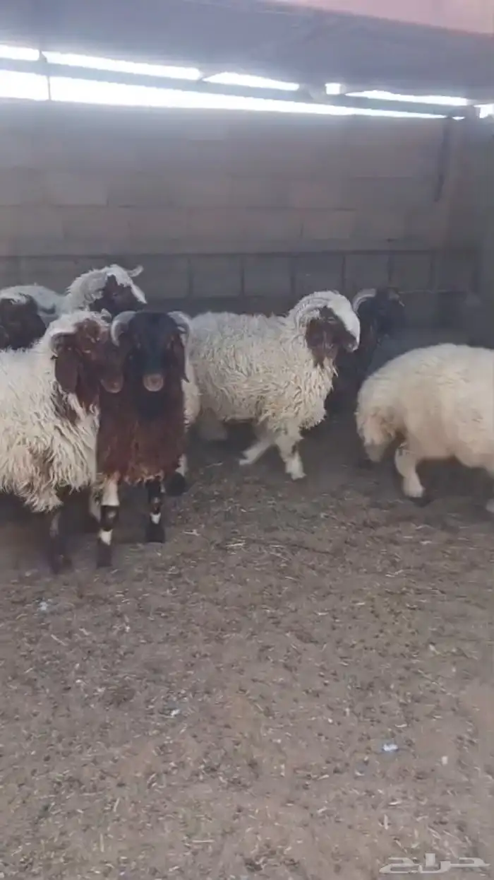 خرفان نعيم طيبه 0