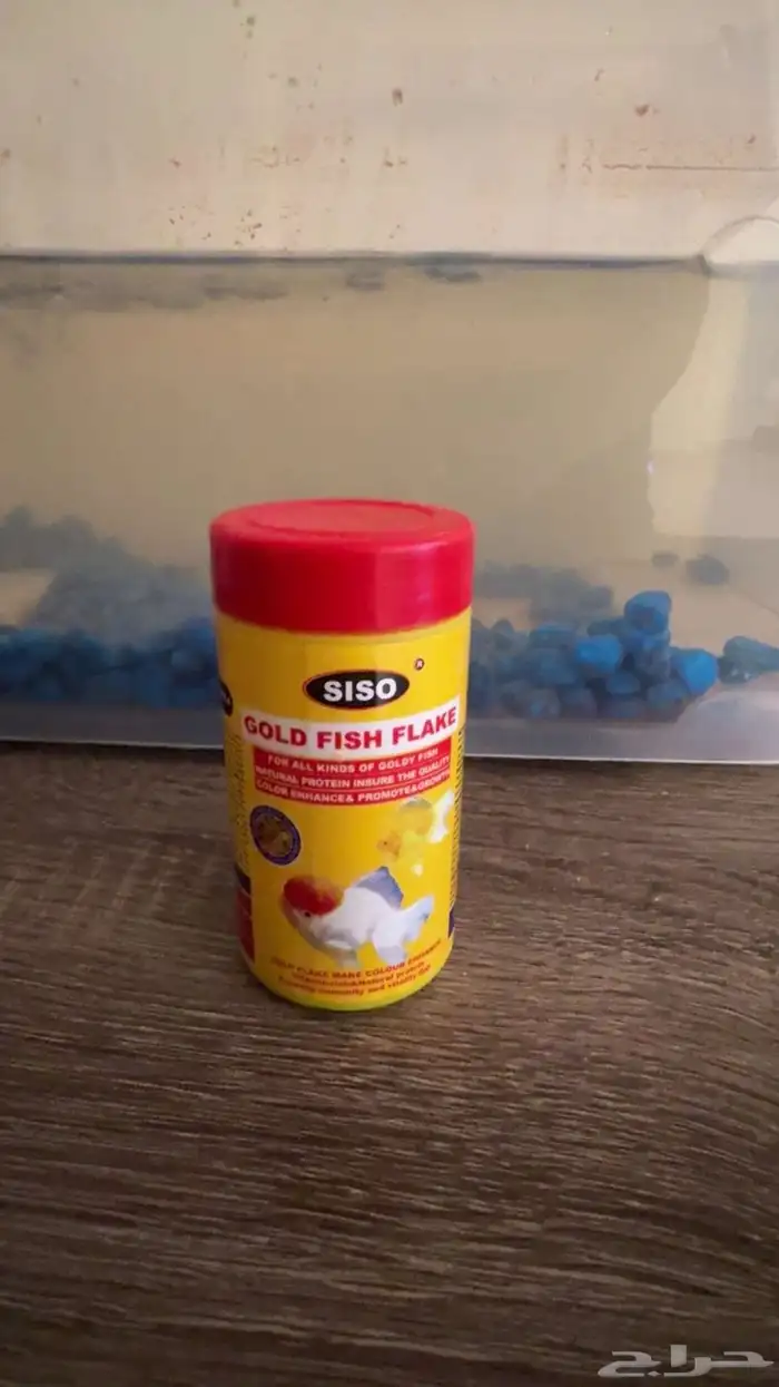 سمكة قولد(Goldfish) 1