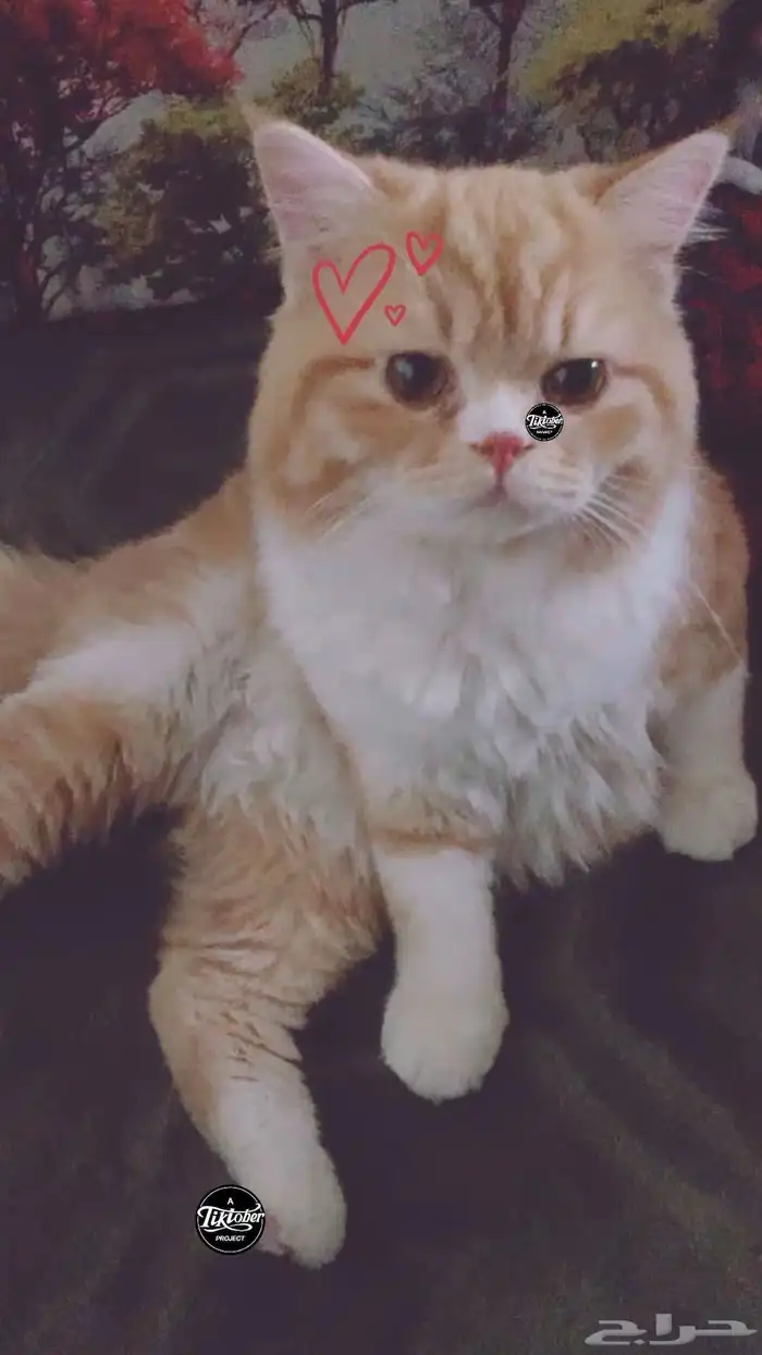 قطوه 1