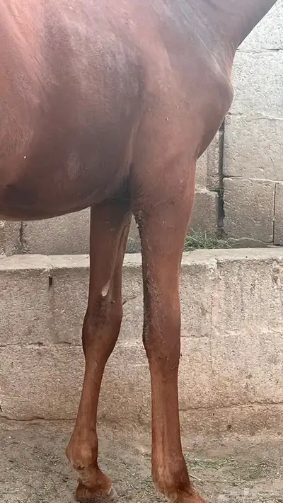مهر شعبي اشقر index