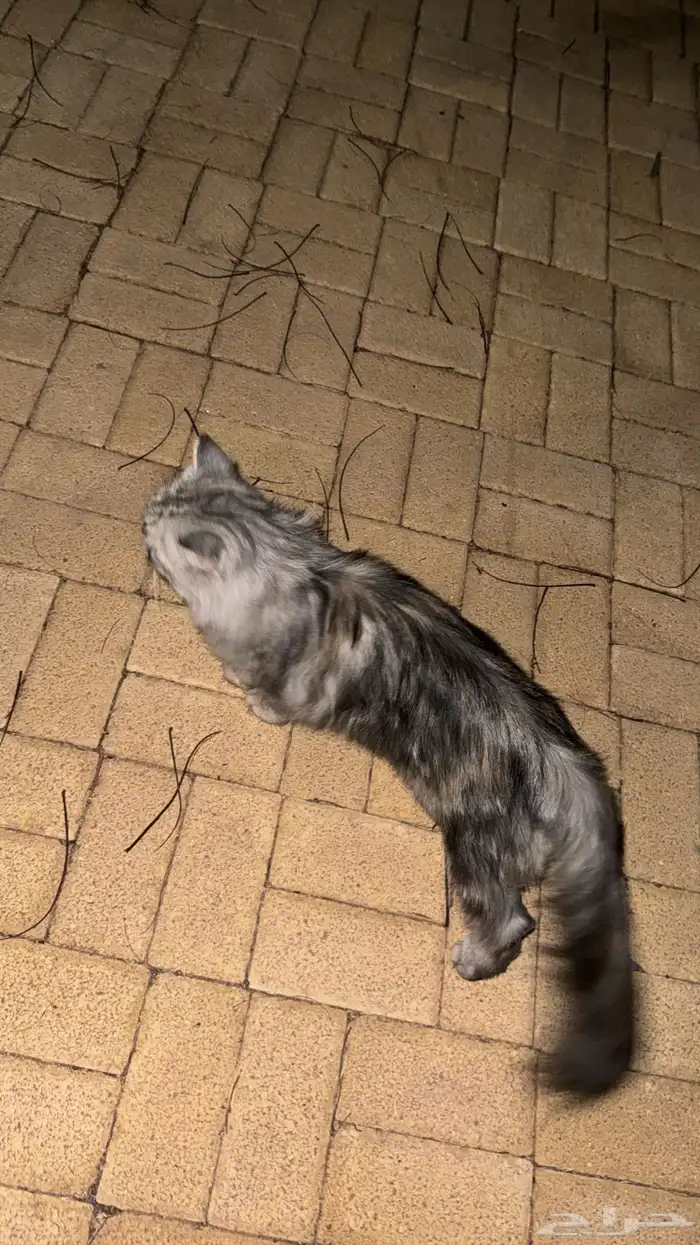 قط منزل هارب او اهله طاردينه 2