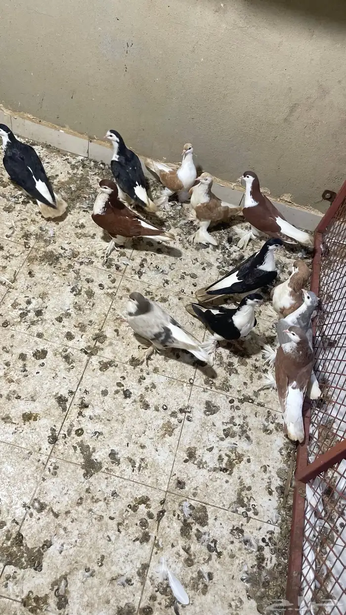 حمام شيرازي فواخر 1