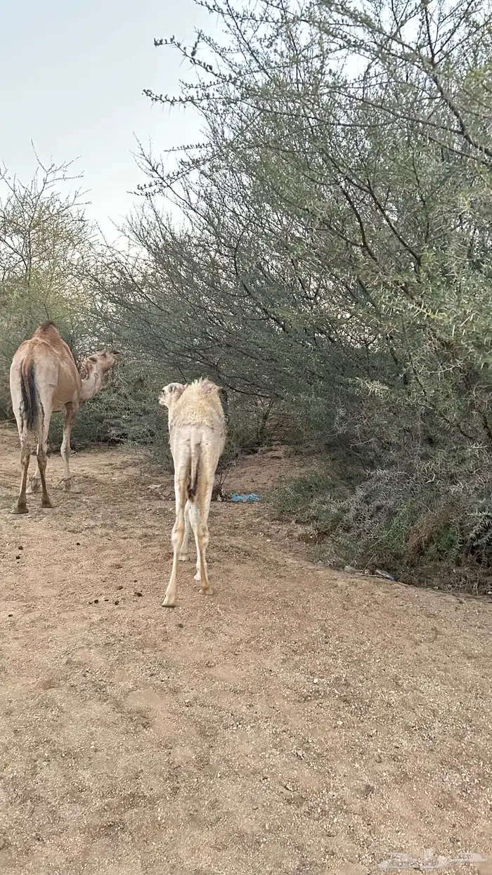 نياق خلفات معهن اربع بكار 7