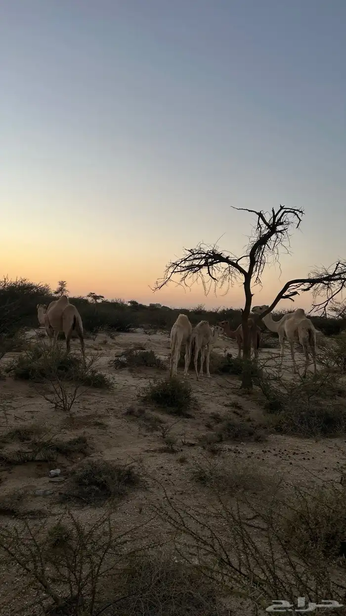 نياق خلفات معهن اربع بكار 27