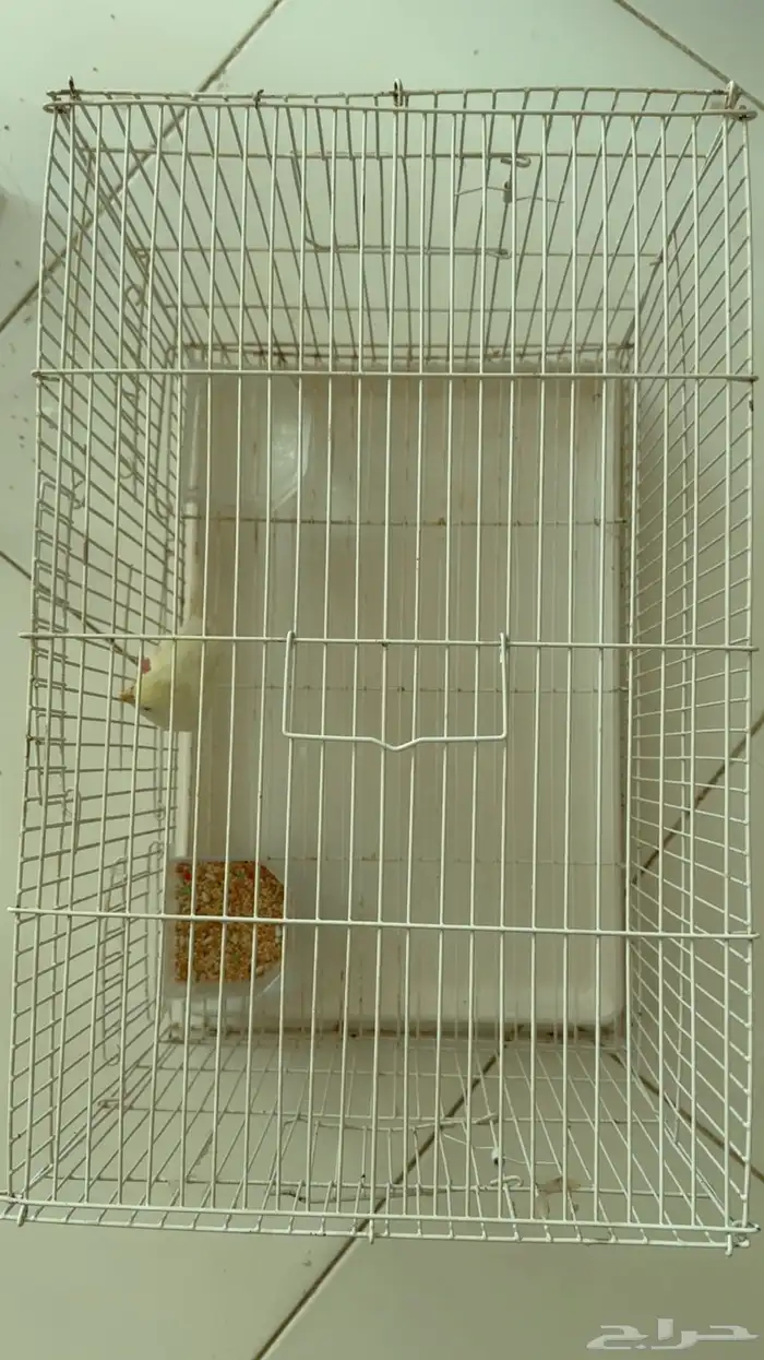 بادجي محايل عسير 3