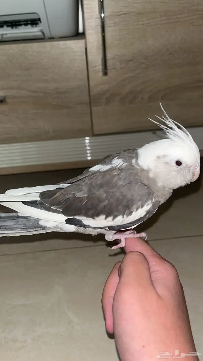 طير كروان هولندي 3