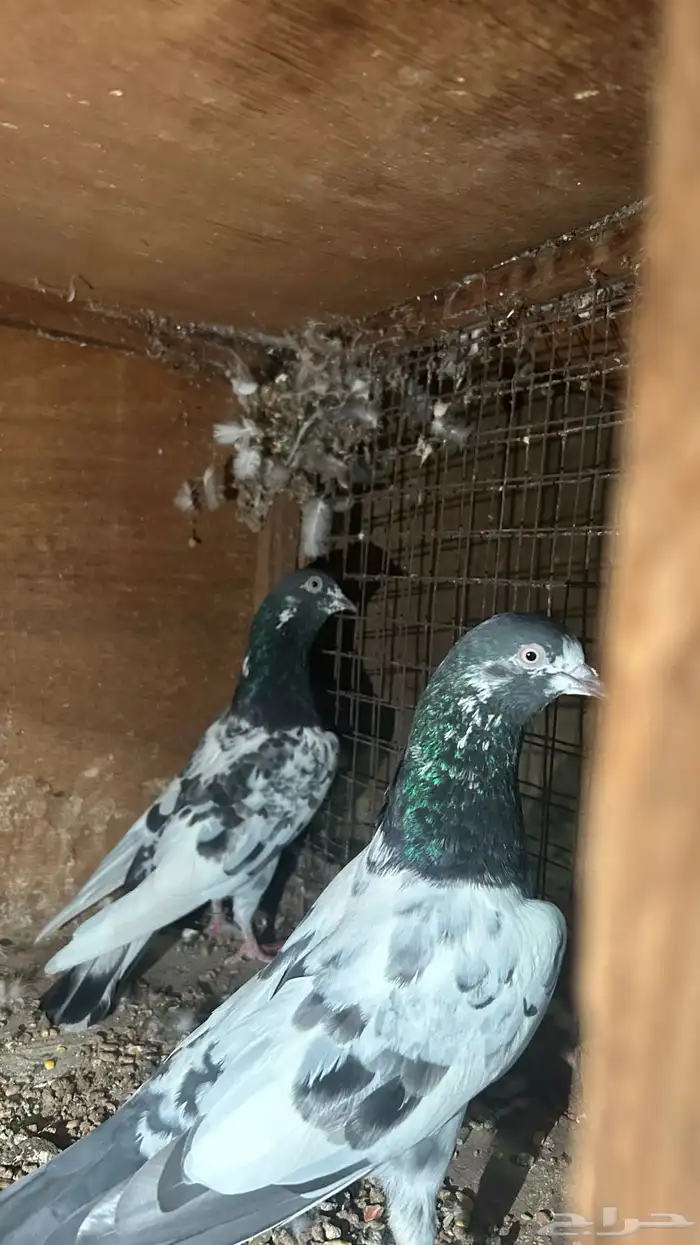 حمام باكستاني 5