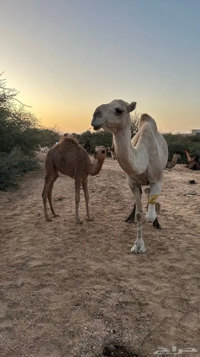 نياق خلفات معهن اربع بكار 3