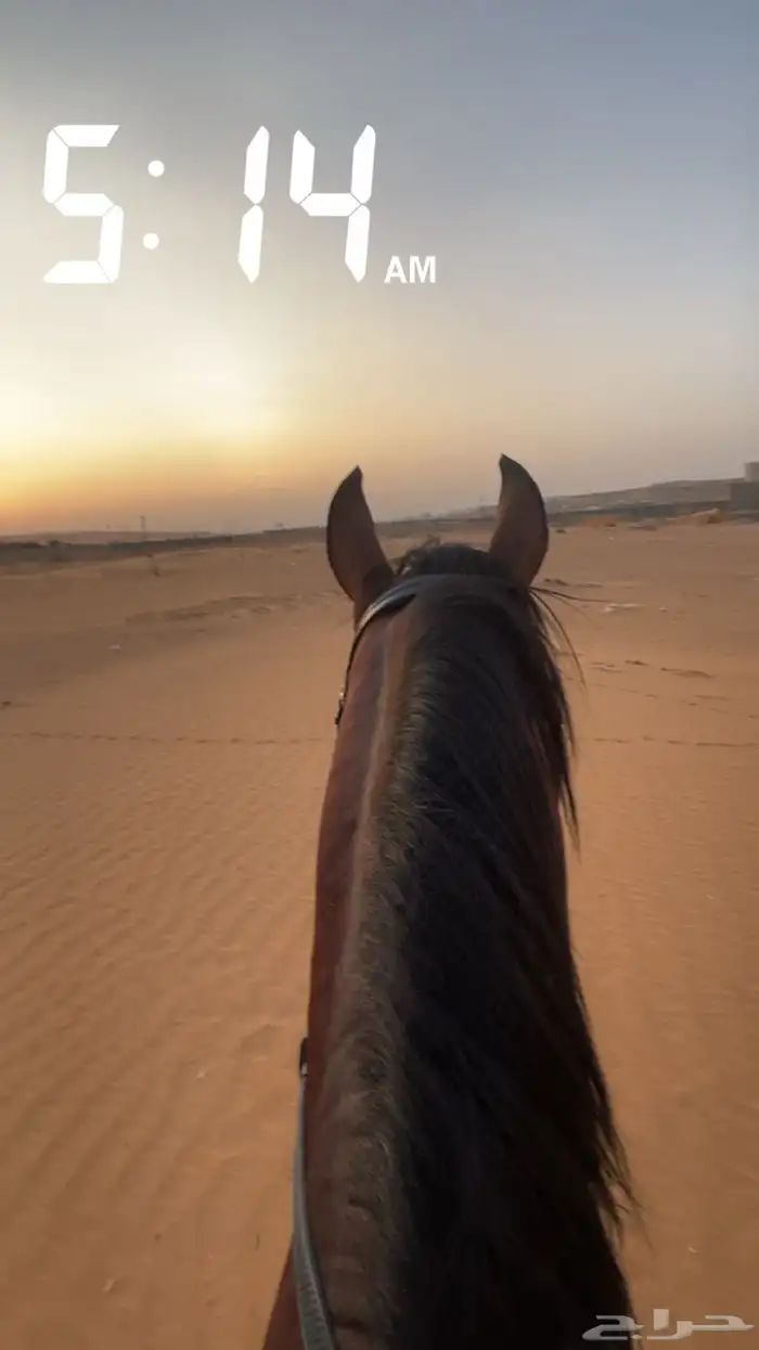 حصان واهو 12