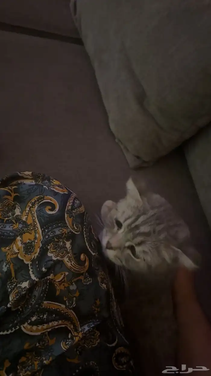 سكوتش فولد للتبني برسوم بسيطه 1