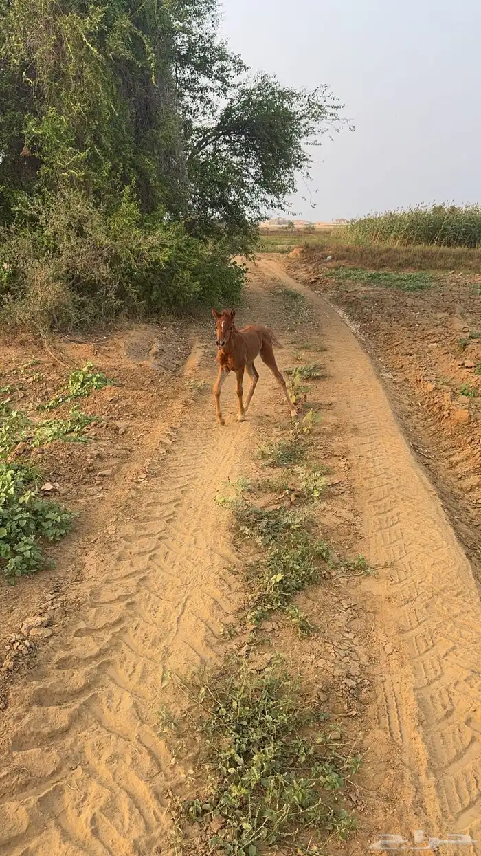 مهره شعبية 1