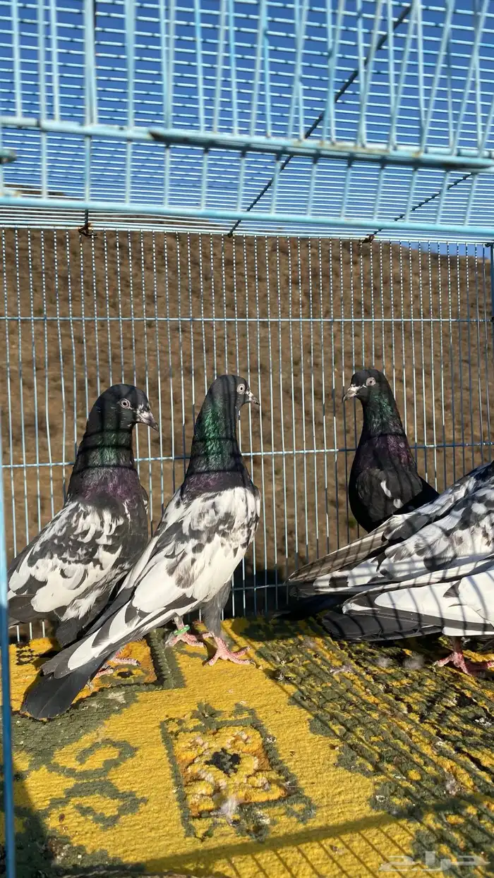 رامات (تم البيع) 4