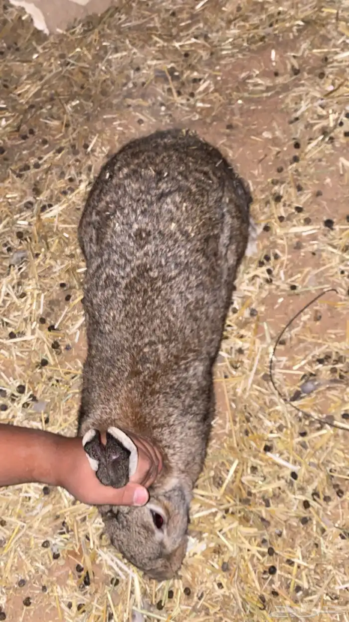 ارانب البيع جمله على السوم 5