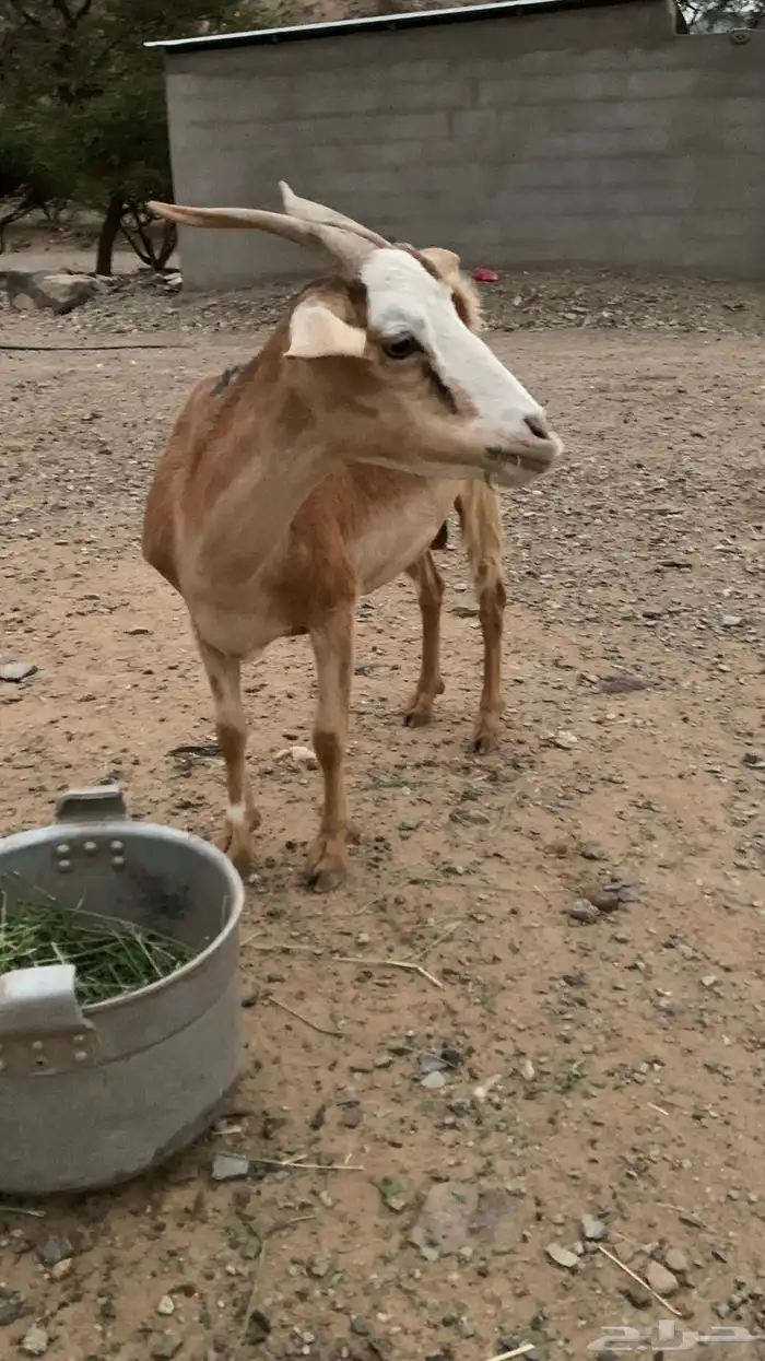 شاه 2