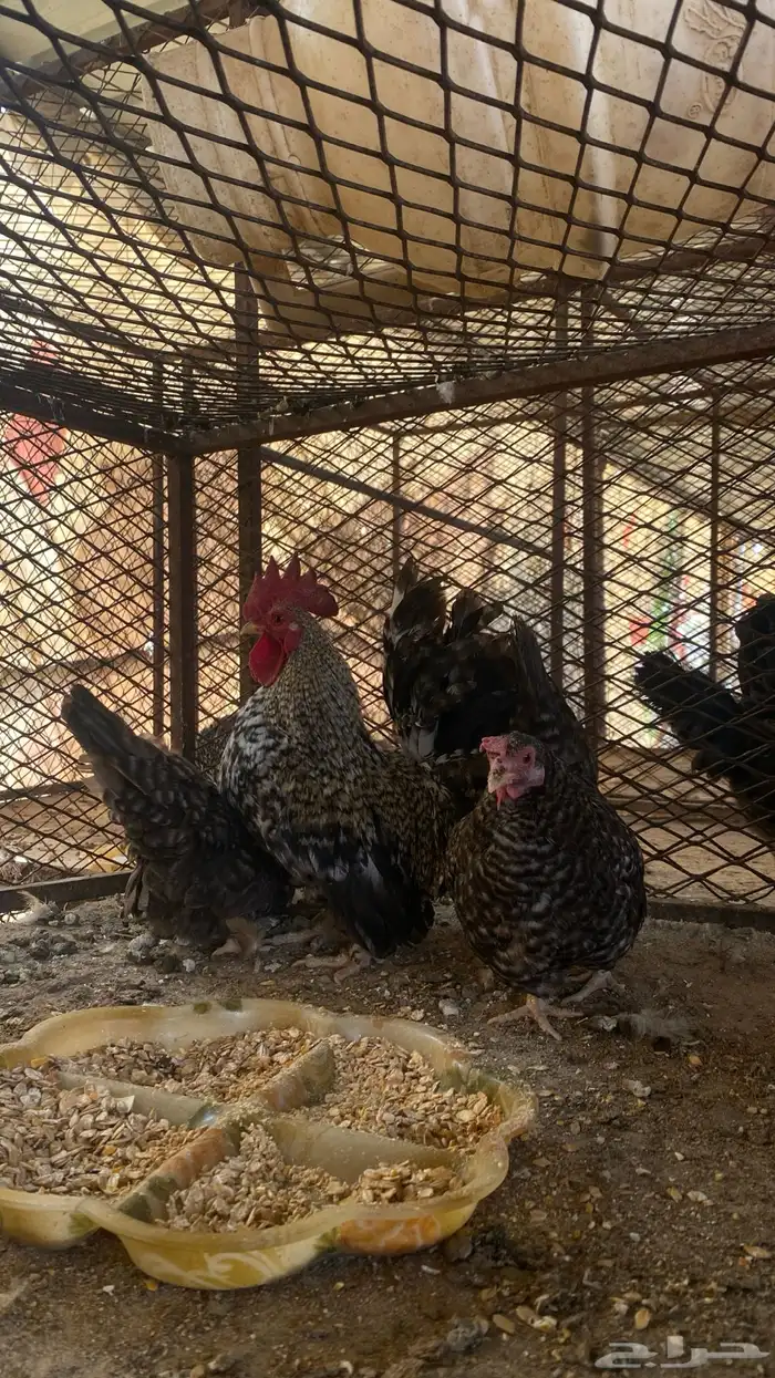 دجاج جبنيز قزم مميز 1