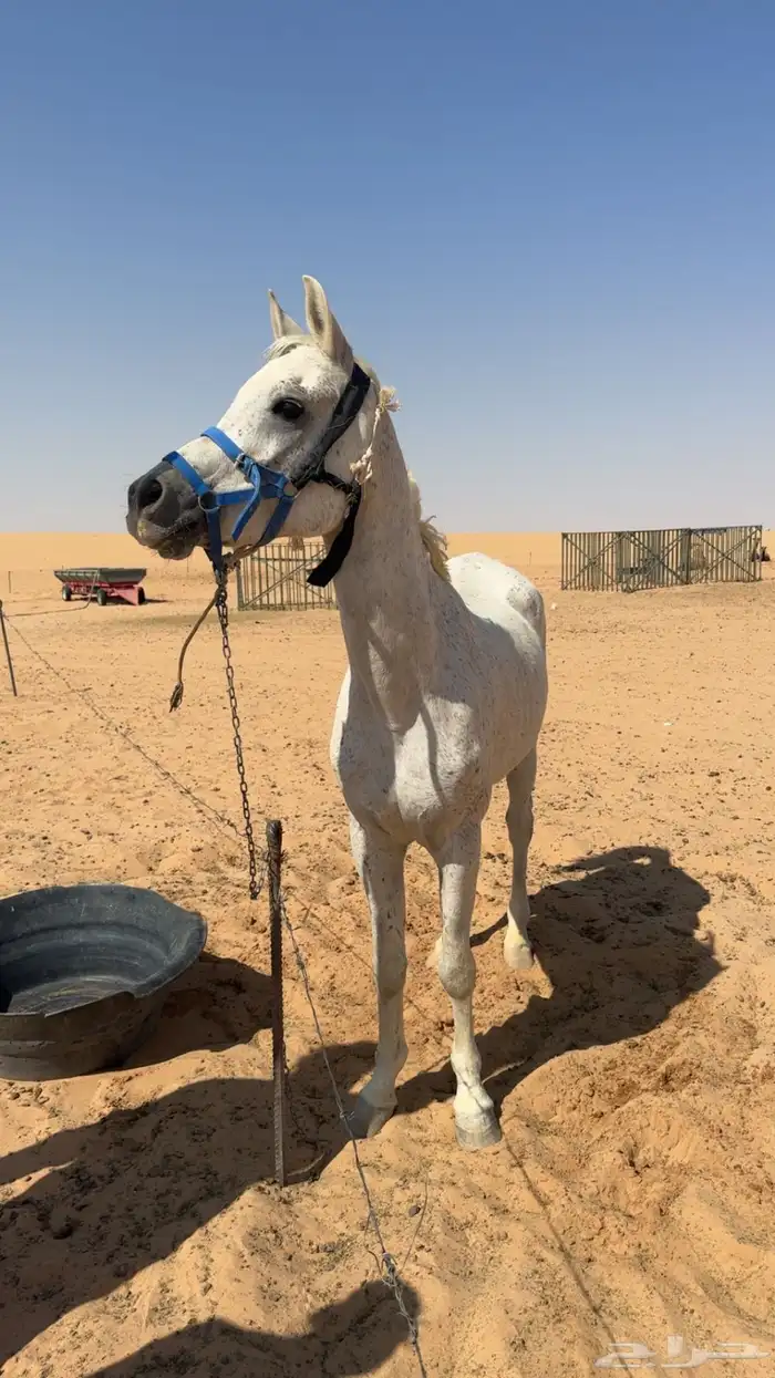 حصان   علا السوم اصيل عربي مطبع يركبه الصغير و الكبير 1