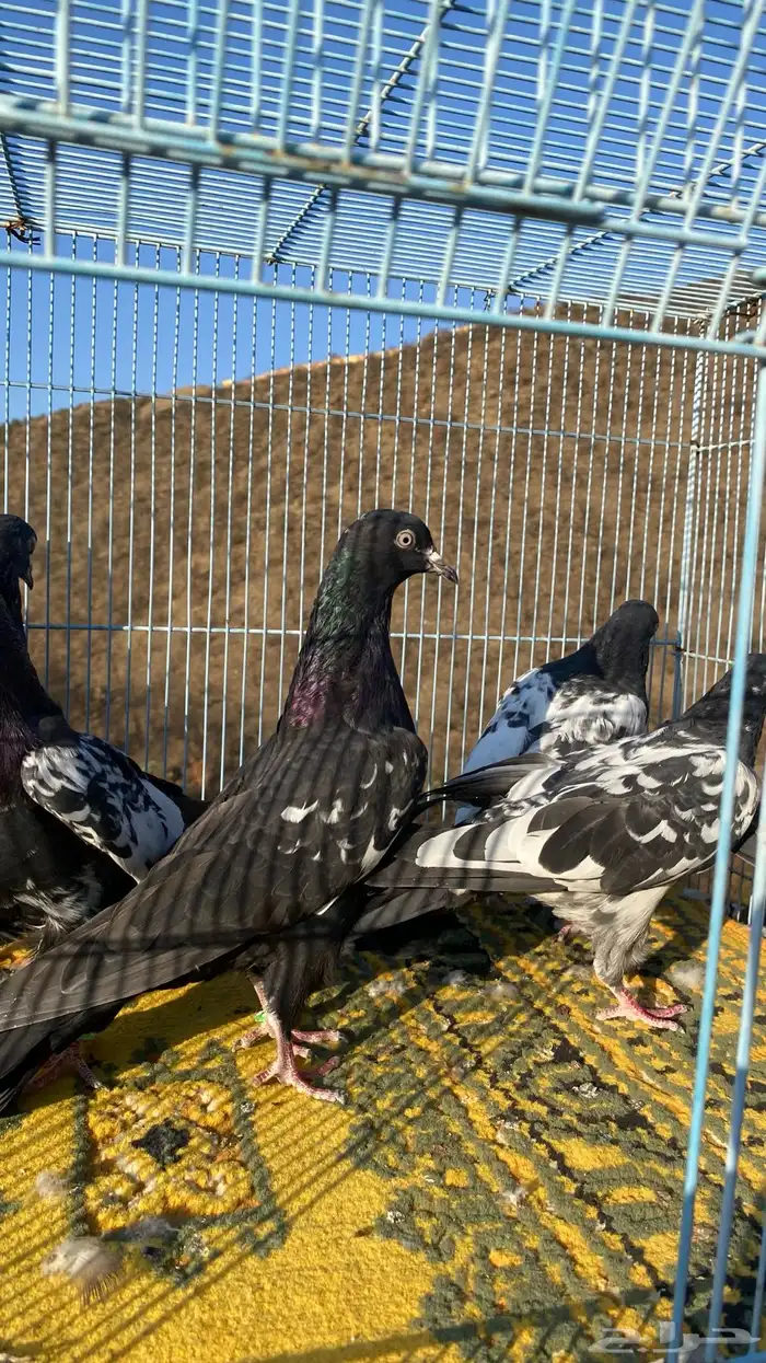 رامات (تم البيع) 8