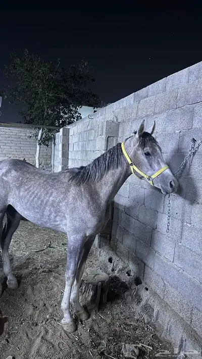 حصان شعبي للبيع index