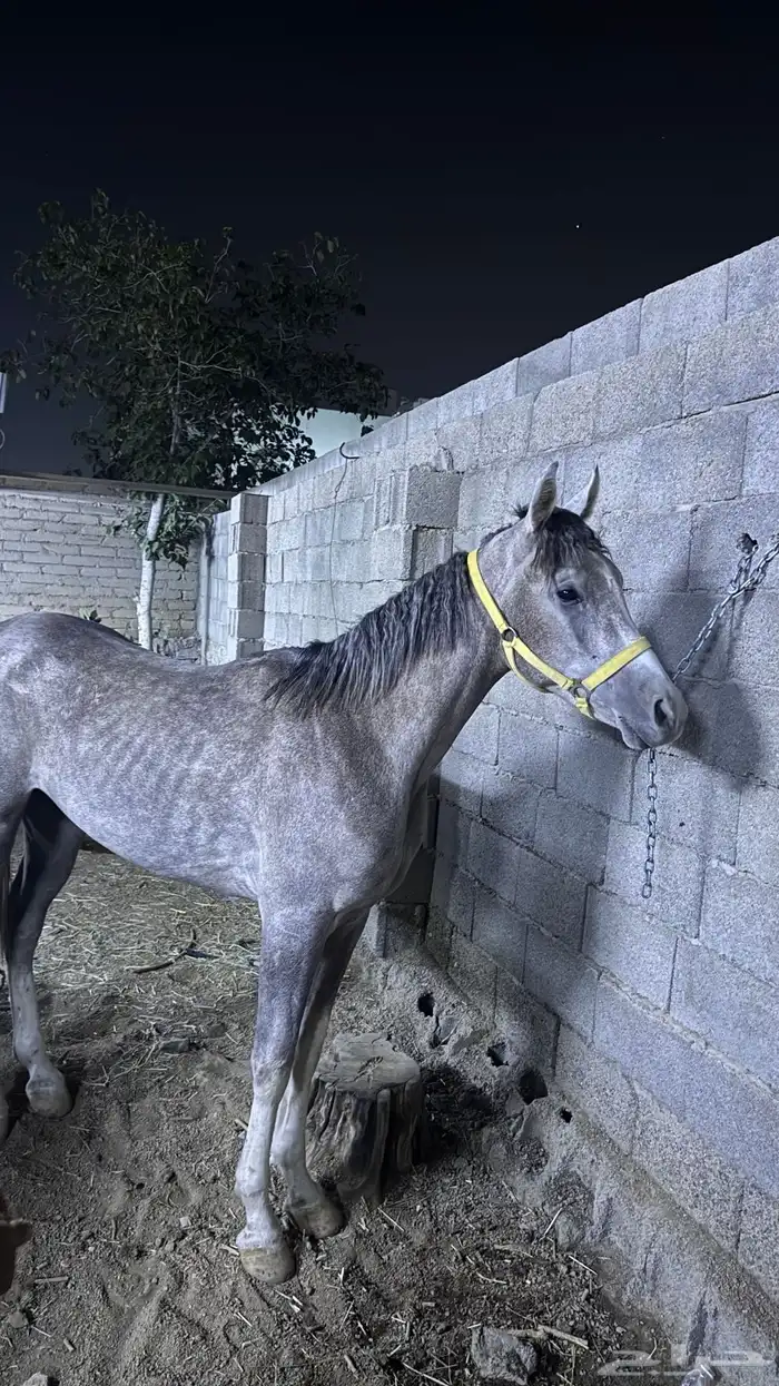حصان شعبي للبيع 2