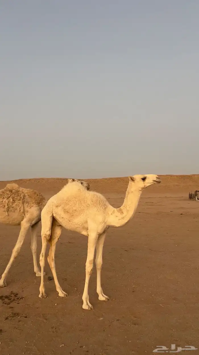 قعود طيب جدا جدا جدا 0