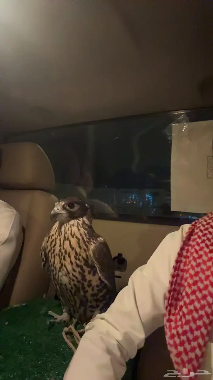 جير بيور 3