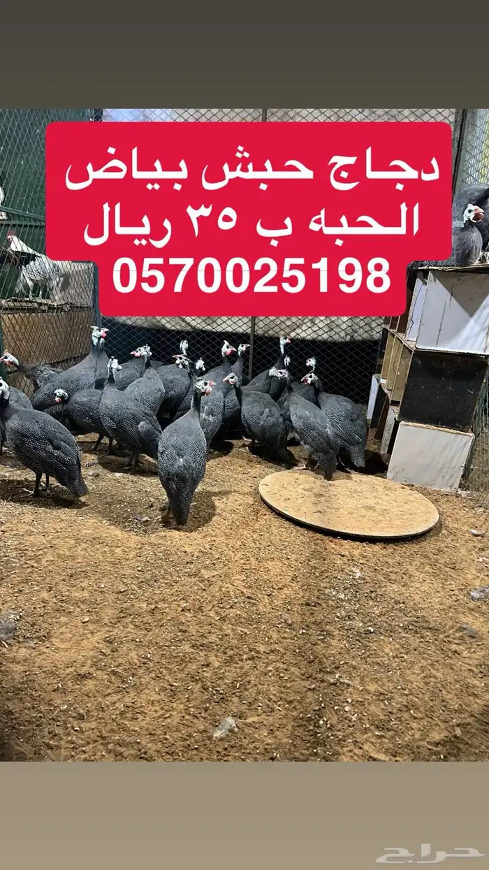 دجاج حبش بياض 1